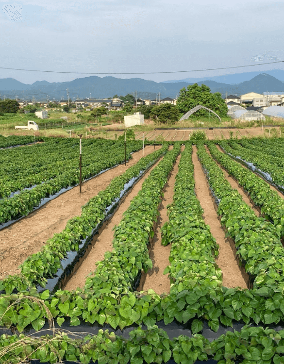 こだわり